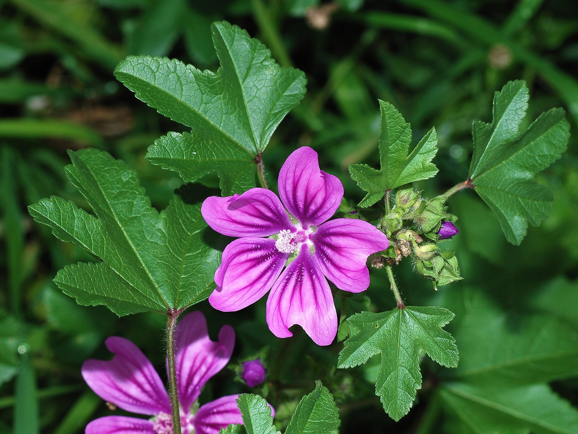 Vibrant rosa casa malva blume blooms