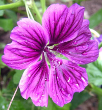 Casa malva samen for anpflanzung in garten
