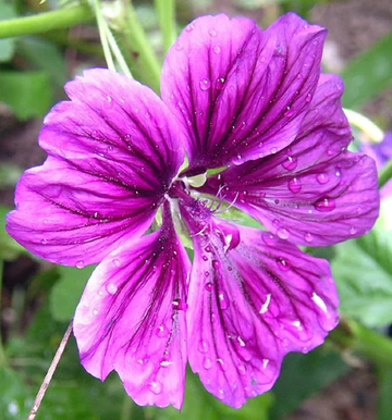 Casa malva samen for anpflanzung in garten