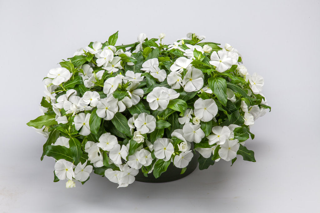 Cascading weiß cora pflanzen for garten