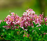 Javanica Blumensamen zur Aussaat – duftend Blüten – Traditionssorte & ohne Gentechnik Samen Hausgarten