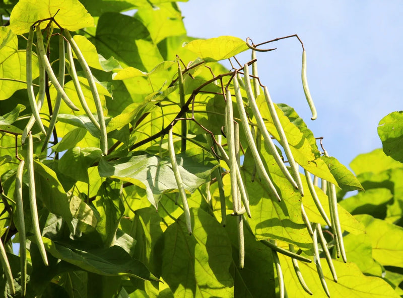Green Catalpa Großnonioides Samen zum Pflanzen