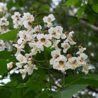 Traditionssorte Catalpa Blumensamen zur Aussaat Bestäuber freundlich Traditionssorte & ohne Gentechnik Samen Hausgarten