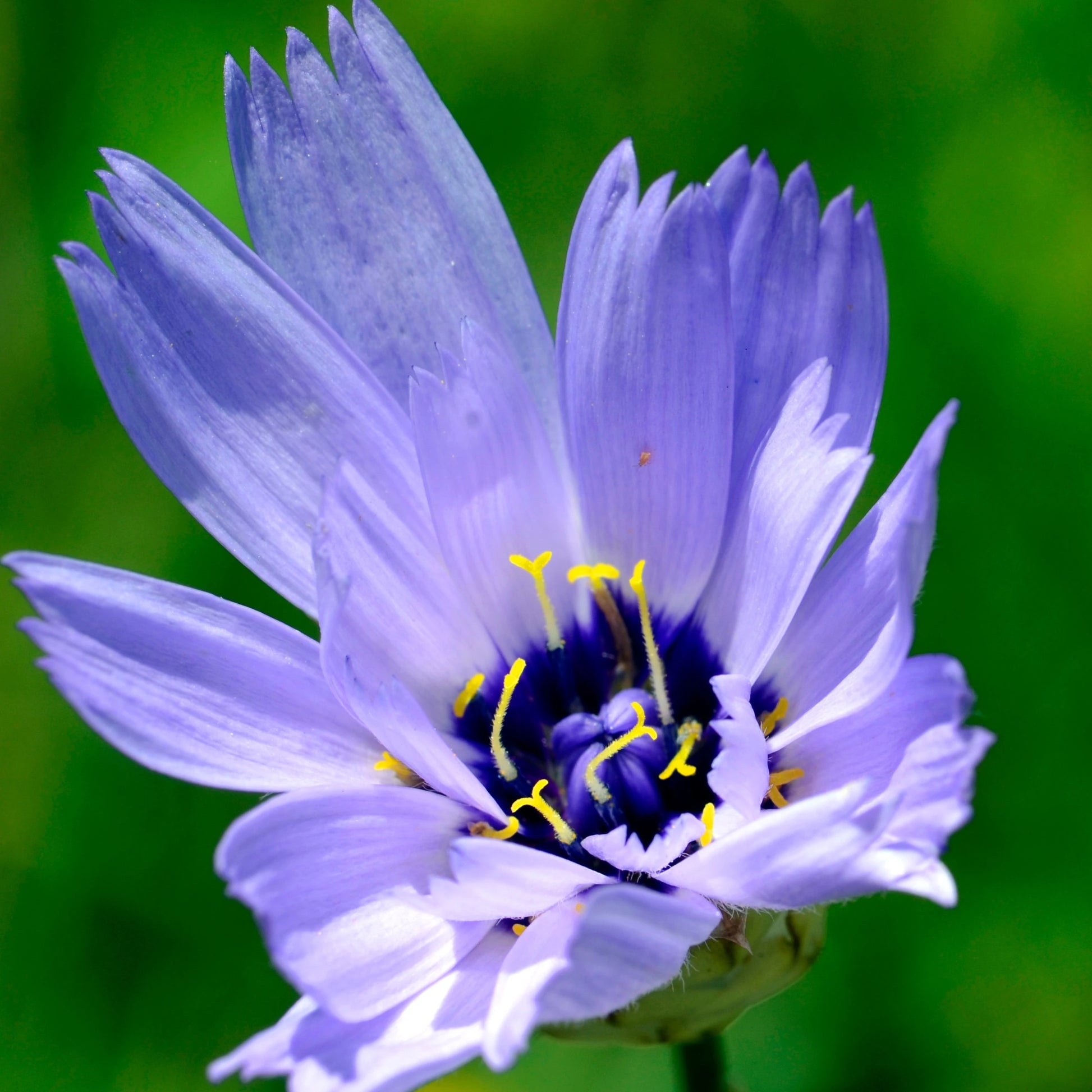 Blau Catananche Blumensamen zur Aussaat – Garten beliebt – Traditionssorte & ohne Gentechnik Samen Hausgarten