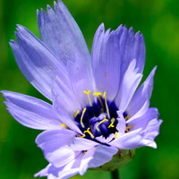 Blau Catananche Blumensamen zur Aussaat – Garten beliebt – Traditionssorte & ohne Gentechnik Samen Hausgarten