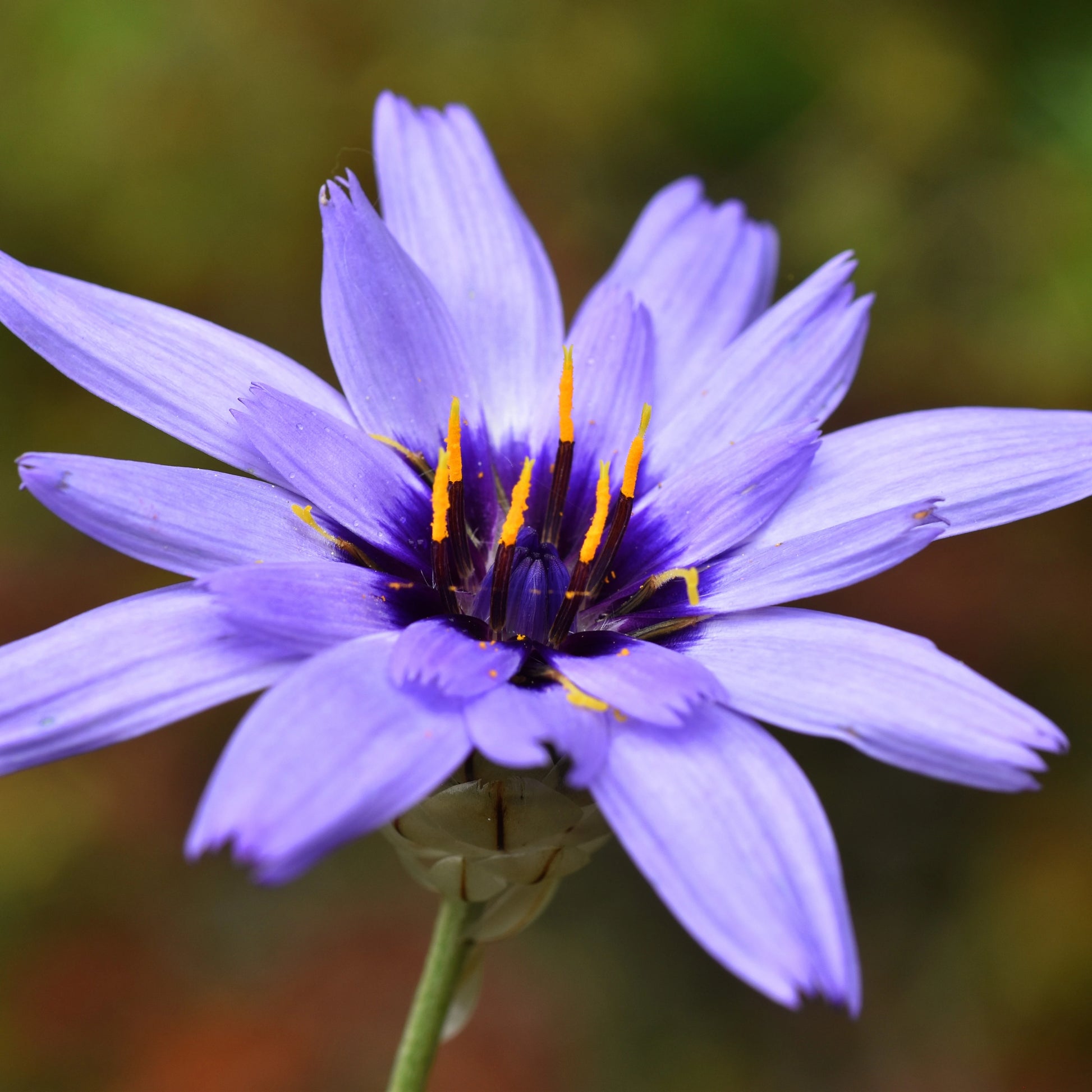 Blau Catananche Blumensamen zur Aussaat – Garten beliebt – Traditionssorte & ohne Gentechnik Samen Hausgarten