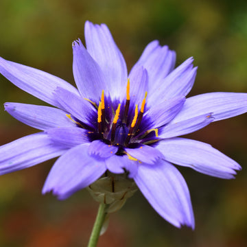 Blau Catananche Blumensamen zur Aussaat – Garten beliebt – Traditionssorte & ohne Gentechnik Samen Hausgarten