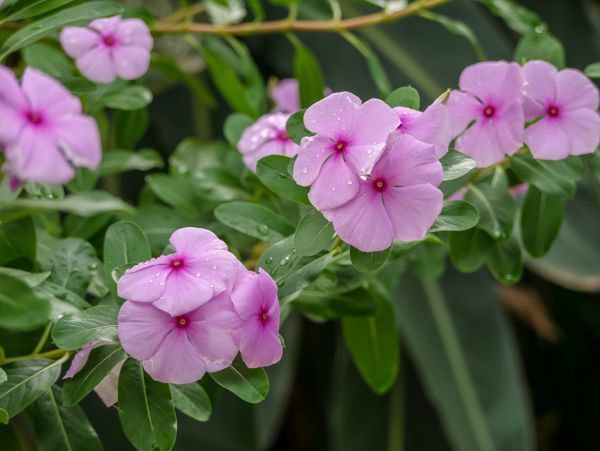 Rosa Immergrün Blumensamen zur Aussaat – duftend Blüten – Traditionssorte & ohne Gentechnik Samen Hausgarten