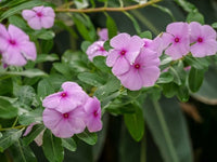 Rosa Immergrün Blumensamen zur Aussaat – duftend Blüten – Traditionssorte & ohne Gentechnik Samen Hausgarten