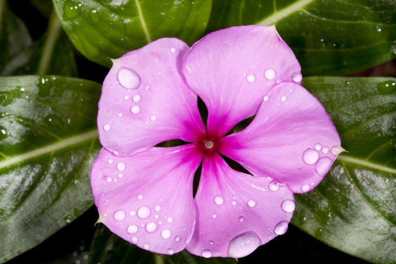 Traditionssorte Immergrün Blumensamen zur Aussaat Halbschatten verträglich Traditionssorte & ohne Gentechnik Samen Hausgarten