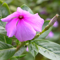 Catharanthus Blumensamen zur Aussaat – Landhaus Garten wichtig – Traditionssorte & ohne Gentechnik Samen Hausgarten