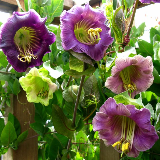Lila Cathedral Bells Cobaea Scandens Climber Hummingbird Blumensamen zur Aussaat – leuchtend Blüten – Traditionssorte & ohne Gentechnik Samen Hausgarten