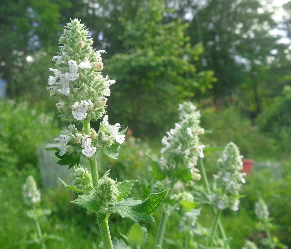 Catnip Nepeta Blumensamen zur Aussaat robust Sorte Traditionssorte & ohne Gentechnik Samen Hausgarten