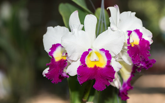 Non gmo weiß and rot cattleya samen
