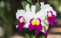 Non gmo weiß and rot cattleya samen