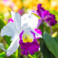 Rosa Cattleya Blumensamen zur Aussaat – Halbschatten verträglich – Traditionssorte & ohne Gentechnik Samen Hausgarten