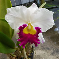 Weiß and rot cattleya flowering samen for gardens