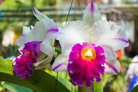 Weiß and rot cattleya garten samen for indoor/outdoor anpflanzung