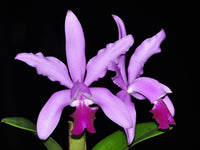 Cattleya Intermedia Blumensamen zur Aussaat – lang Blüte Saison Traditionssorte & ohne Gentechnik Samen Hausgarten