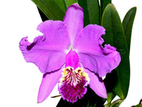 Cattleya Orchidee Blumensamen zur Aussaat duftend Blüten Traditionssorte & ohne Gentechnik Samen Hausgarten