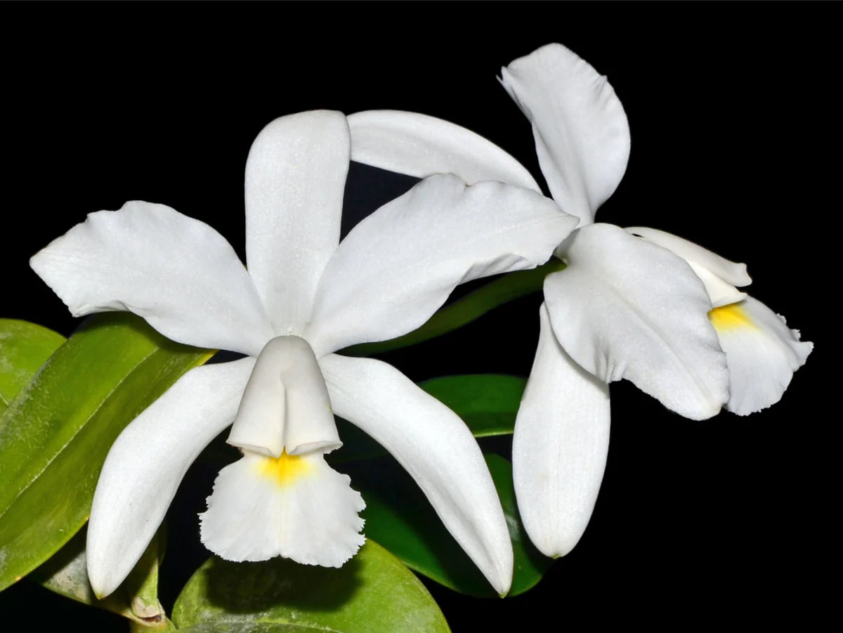 Weiß Cattleya Blumensamen zur Aussaat – duftend Blüten – Traditionssorte & ohne Gentechnik Samen Hausgarten