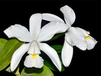 Weiß Cattleya Blumensamen zur Aussaat – duftend Blüten – Traditionssorte & ohne Gentechnik Samen Hausgarten