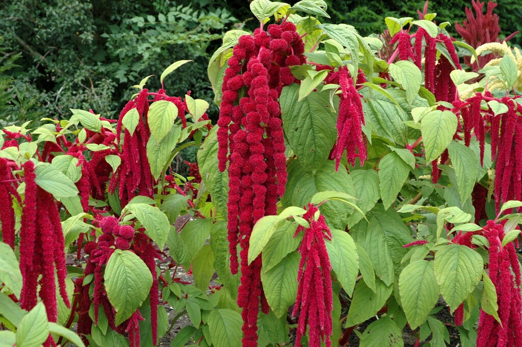 Mixed caudatus flowering samen for gardens