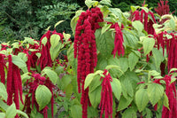 Mixed caudatus flowering samen for gardens