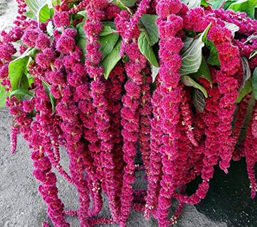 Non gmo caudatus blume samen