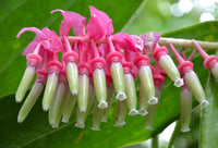 Cavendishia (cavendishia grandifolia) samen for anpflanzung in home garten