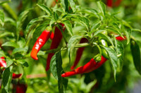Cayenne Pepper Samen: Planting Guide for Successful Growth