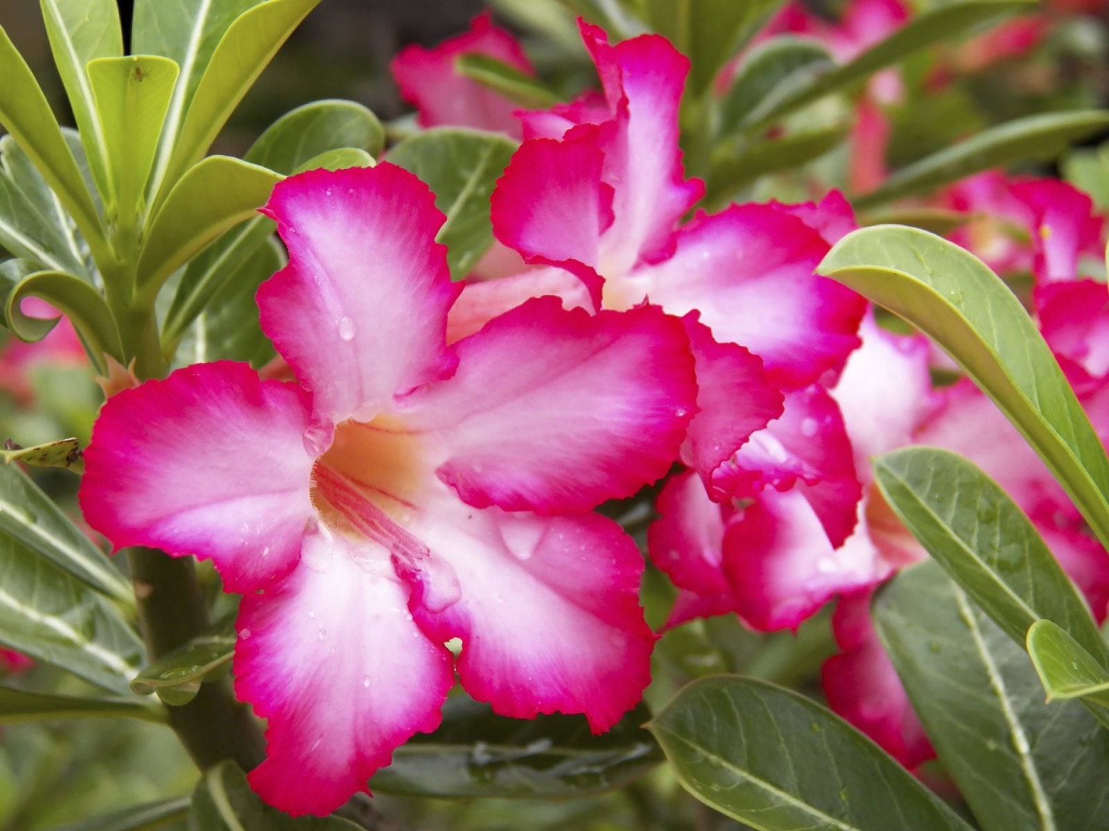 Wüstenrose Desert Blumensamen einfache Aussaat