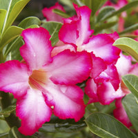 Desert Pflanze Blumensamen zur Aussaat – lang Blüte Saison – Traditionssorte & ohne Gentechnik Samen Hausgarten