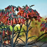 Chandelier Blumensamen zur Aussaat Landhaus Garten wichtig Traditionssorte & ohne Gentechnik Samen Hausgarten