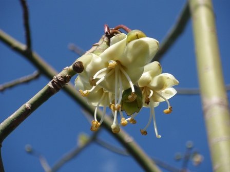hell Gelb Ceiba Pentandra Blumensamen zur Aussaat – Landhaus Garten wichtig – Traditionssorte & ohne Gentechnik Samen Hausgarten