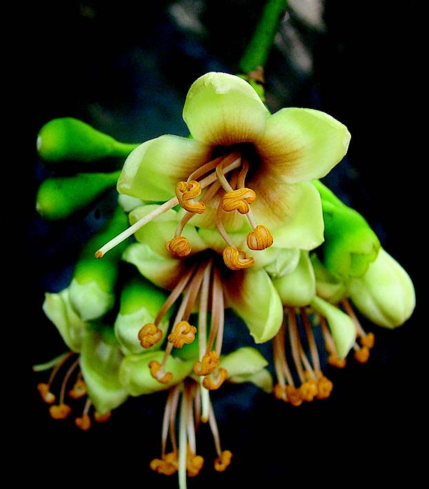 Grün Ceiba Pentandra Blumensamen zur Aussaat – ideal Rabatten – Traditionssorte & ohne Gentechnik Samen Hausgarten
