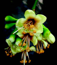 Grün Ceiba Pentandra Blumensamen zur Aussaat – ideal Rabatten – Traditionssorte & ohne Gentechnik Samen Hausgarten