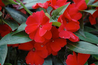 Impatiens Sonne und Halbschatten Scarlet Samen zur Aussaat Classic Rot Blumen