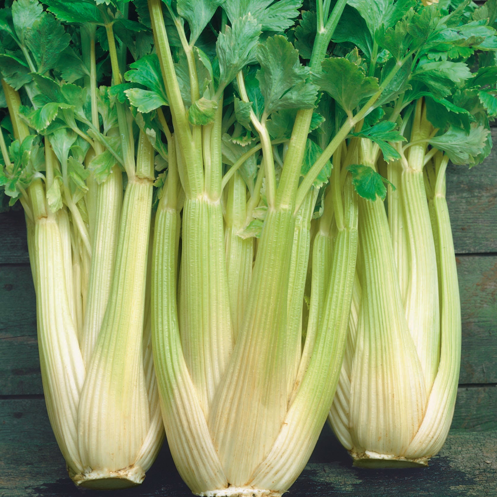 Celery Smallage Gemüsesamen for Home Gardens