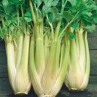Celery Smallage Gemüsesamen for Home Gardens