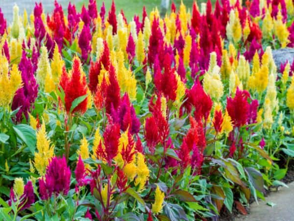 Non gmo celosia argentea samen