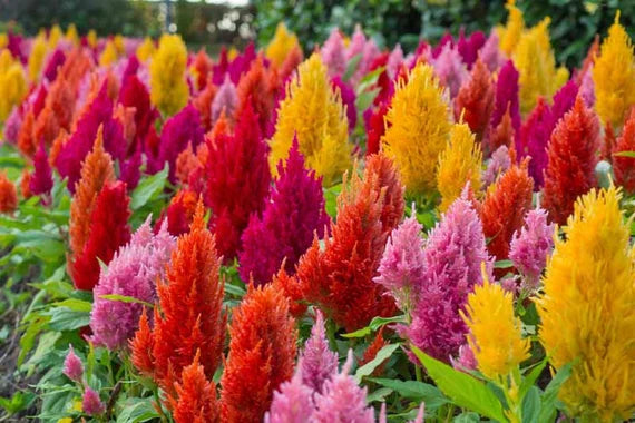 Ornamental celosia argentea pflanze for gardens