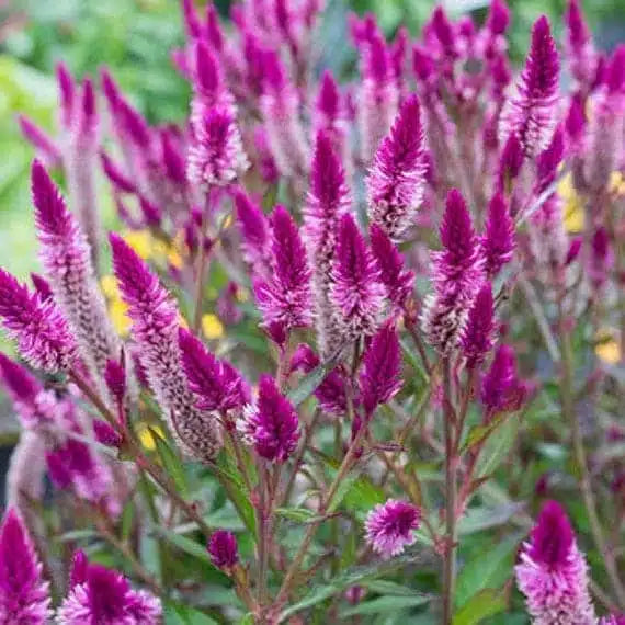 Lila Celosia Spicata Blumensamen zur Aussaat – Anzucht – Traditionssorte & ohne Gentechnik Samen Hausgarten