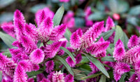 Lila Celosia Spicata Blumensamen zur Aussaat – Anzucht – Traditionssorte & ohne Gentechnik Samen Hausgarten