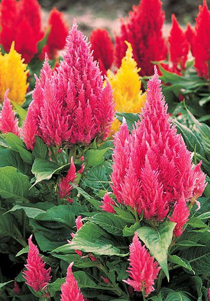 Gemischt Celosia Argentea Blumensamen zur Aussaat Wildblume Mischung Traditionssorte & ohne Gentechnik Samen Hausgarten