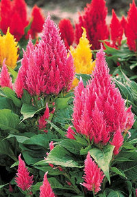 Gemischt Celosia Argentea Blumensamen zur Aussaat Wildblume Mischung Traditionssorte & ohne Gentechnik Samen Hausgarten