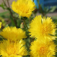 Centaurea Moschata Blumensamen zur Aussaat Drought verträglich Traditionssorte & ohne Gentechnik Samen Hausgarten