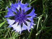 Lila Centaurea Cyanus Blumensamen zur Aussaat – Anzucht – Traditionssorte & ohne Gentechnik Samen Hausgarten