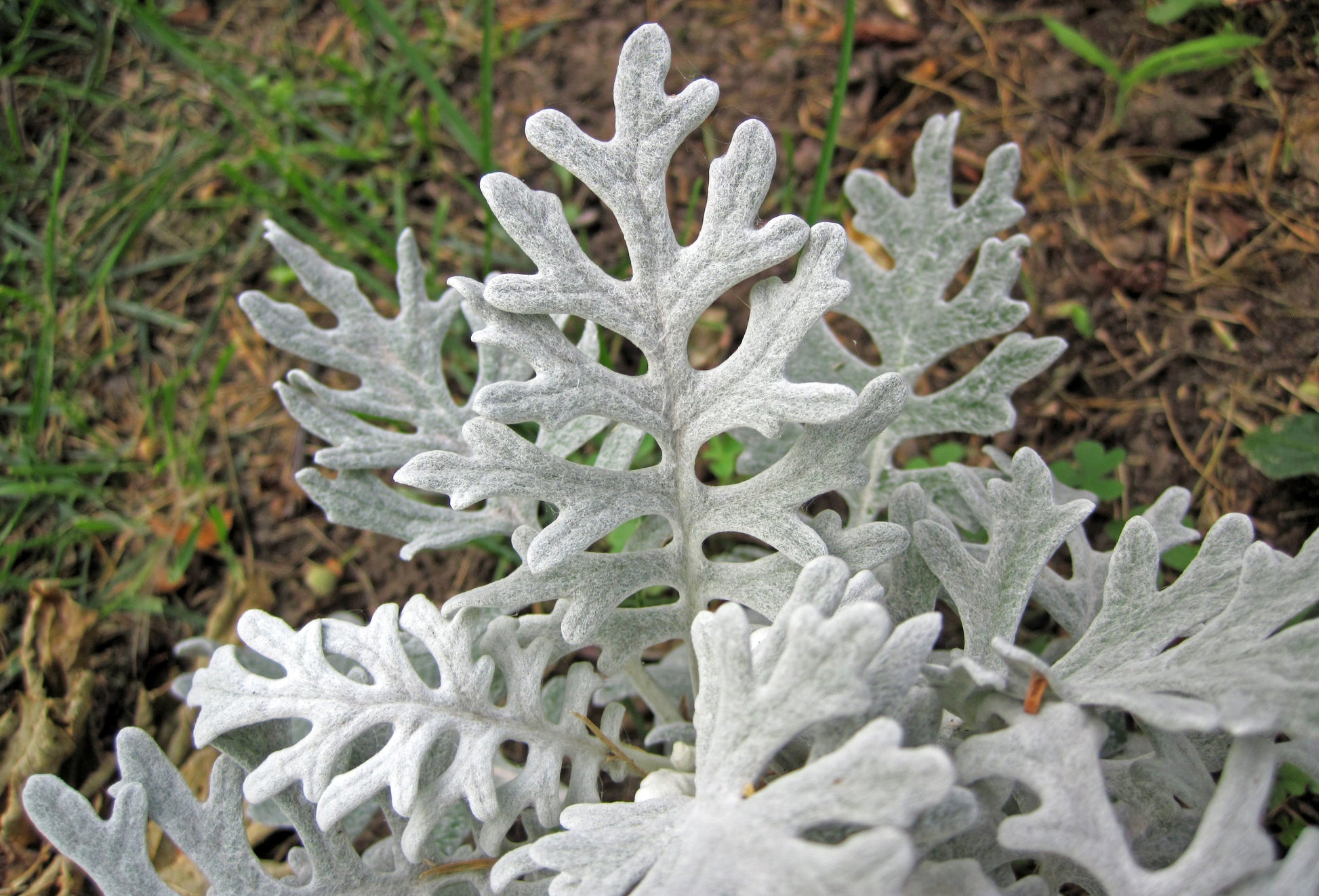 Gray Cineraria Dusty Blumensamen zur Aussaat – Drought verträglich – Traditionssorte & ohne Gentechnik Samen Hausgarten
