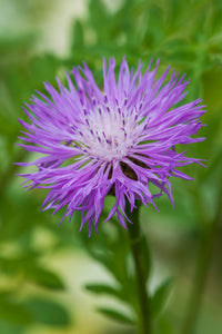 Lila Centaurea Blumensamen zur Aussaat – Halbschatten verträglich – Traditionssorte & ohne Gentechnik Samen Hausgarten